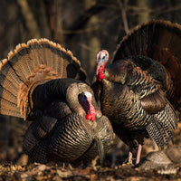 Dave Smith Decoys Tom Strutter